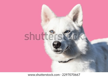Siberian Husky dog in Pink background

