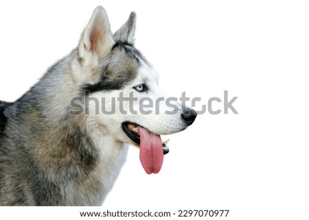 Siberian Husky dog in white background
