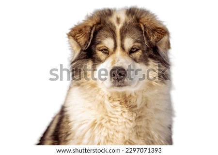 Alaskan Malamute dog in white background 
