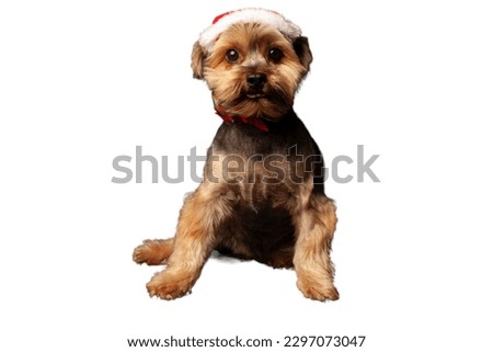 cute Yorkshire Terrier dog in white background
