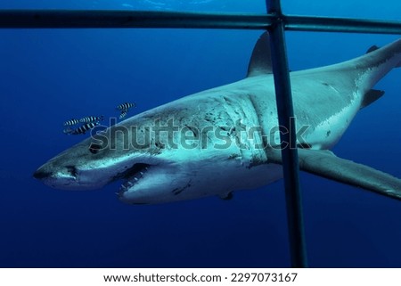 A large female Great White shark, known as Air Demon, comes close to inspect the contents inside the divers cage in the clear, cool waters of the Pacific Ocean