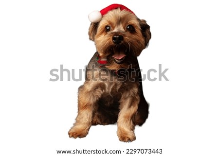 Yorkshire Terrier dog in white background
