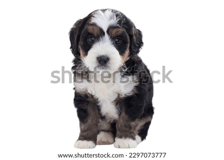 Bernedoodle dog sitting in white background
