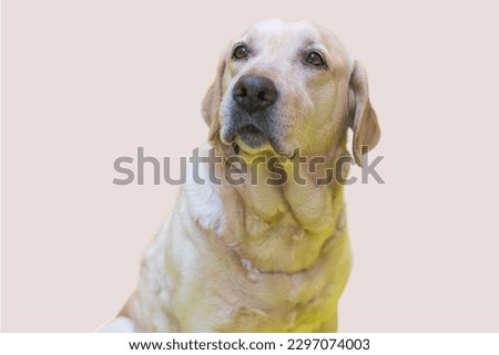 Labrador Retriever dog in Pink background 