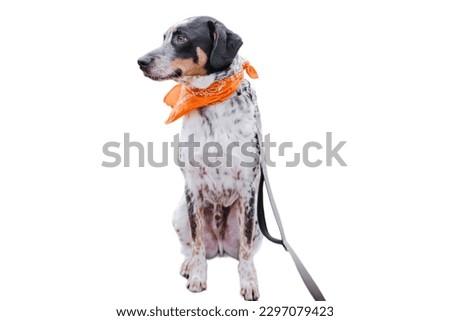 Bohemian Spotted Dog sitting in white background
