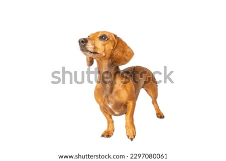 Brown Dachshund dog in white background
