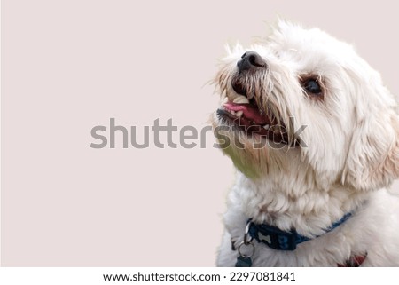 Maltese dog in Pink background
