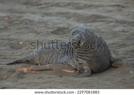 Elephant seal pup trying to have a cute picture taken 