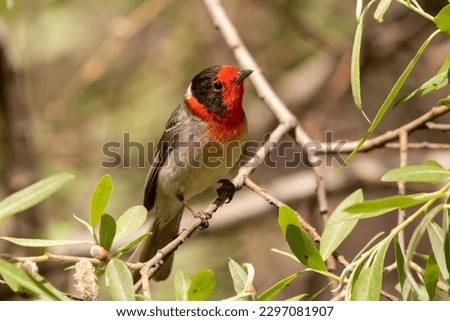 Red-faced warbler sitting on a perch Royalty-Free Stock Photo #2297081907