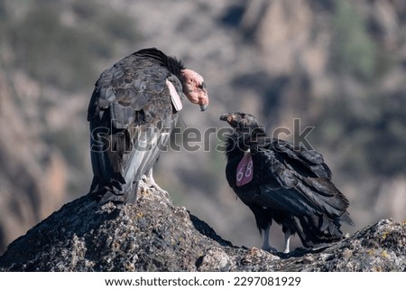California Condors looking at eacho other while sitting on a rock Royalty-Free Stock Photo #2297081929