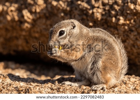 White-tailed antelope squirrel pose by rock