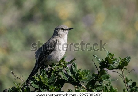 Northern mockingbird sitting on a perch