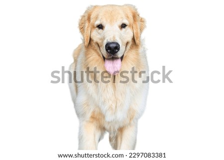 white Labrador retriever dog looking AT the camra in white background 
