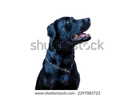 black Labrador retriever dog in white background 