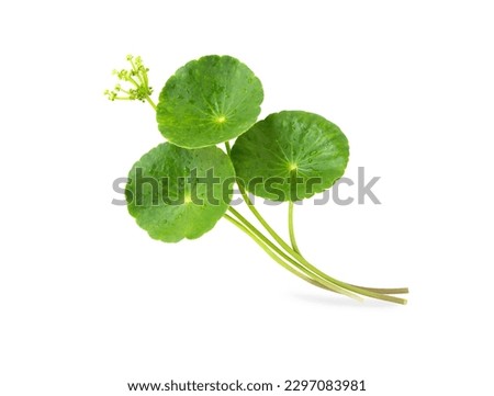 Closeup leaf of Gotu kola, Asiatic pennywort, Indian pennywort on white background, herb and medical concept, selective focus Royalty-Free Stock Photo #2297083981