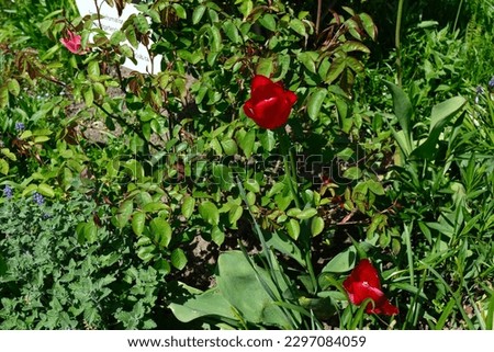 this is a picture of a red tulip in a flower bed 