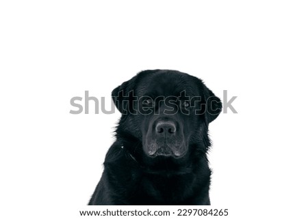 Labrador Retriever dog looking AT the camra in white background 
