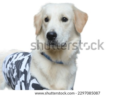 Golden Retriever dog in white background
