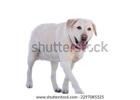 Labrador Retriever dog in white background 

