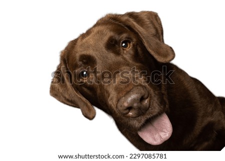 Brown Labrador retriever dog in white background 