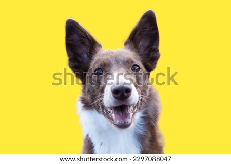 Border Collie dog in yellow background
