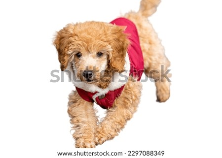 Toy Poodle dog in white background