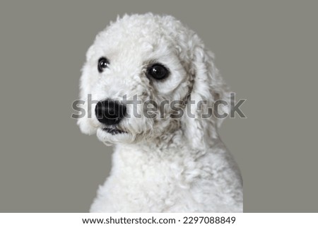 Standard Poodle dog sitting in grey background
