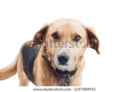 cute dog looking AT the camra in white background 
