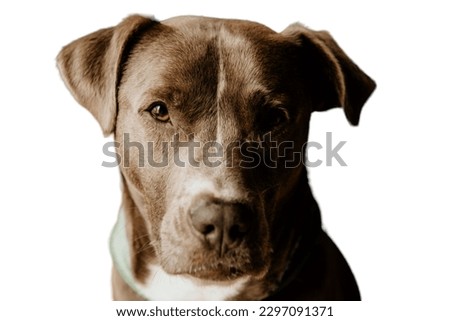 Brown Staffordshire Bull Terrier in white background 