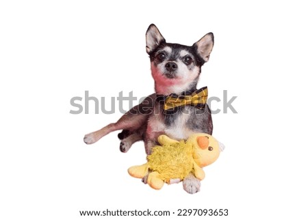 Chihuahua dog sitting in white background
