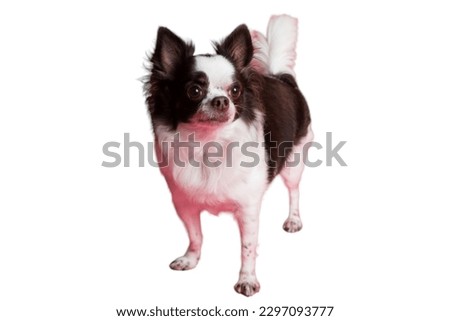 Chihuahua dog in white background
