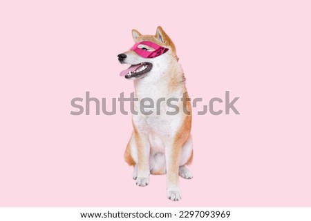 Shiba Inu dog sitting in Pink background
