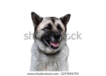 Norwegian Elkhound dog in white background 