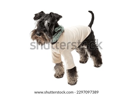 Cesky Terrier dog wearing white custome

