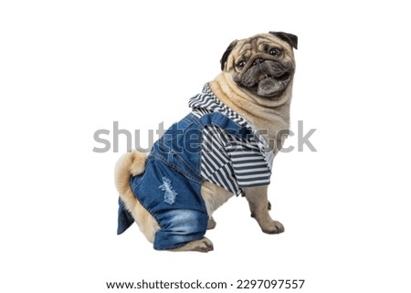 pug dog wearing custome in white background 
