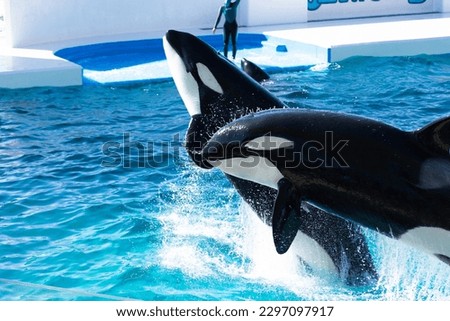 This is a picture of a killer whale in a Japanese aquarium.