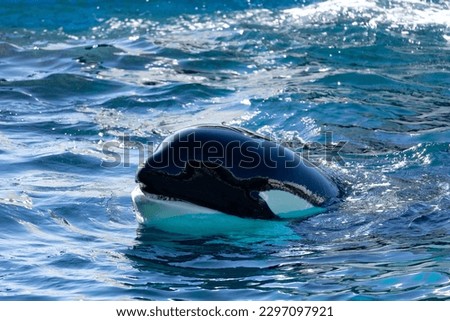 This is a picture of a killer whale in a Japanese aquarium.