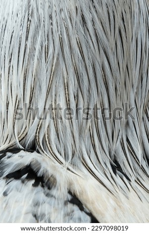 black and white color chicken feathers are very beautiful. abstract shape of quill feather, art of quill suitable for background