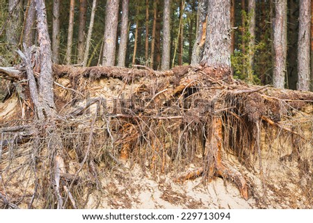 dried pine