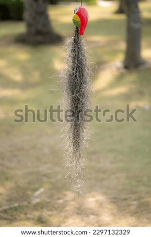 The name "Spanish moss" originates from the "Spanish beard," which Native American tribes called it. "Itla-ogla", which means "hair of a tree". Some French think it resembles a conqueror's long beard.