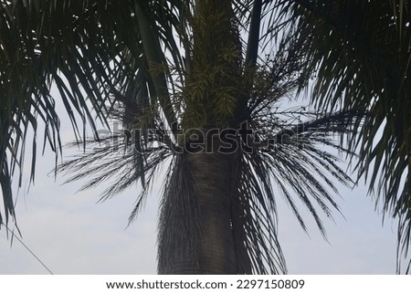 tall shady trees, can make design materials, images, backgrounds.