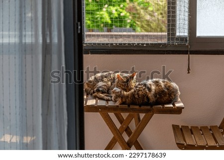 Cats lying on the wooden table on the terrace enjoying the warmth of the sun.
