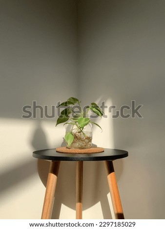 philodendron hederaceum cultivated in a glass pot of water, placed on the table aesthetically