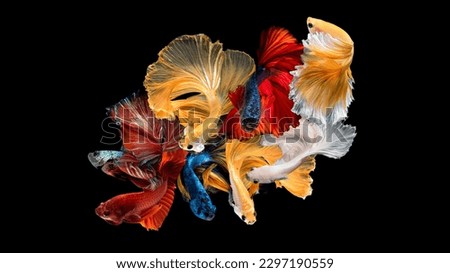 Siamese fighting fish or Betta fish in close up motion against a black background.