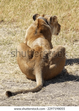 Portrait of impressive lioness seen from behind in savannah, Tanzania. High quality photo