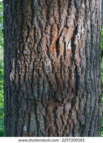 Photo of the bark of an old tree in the forest. Texture.