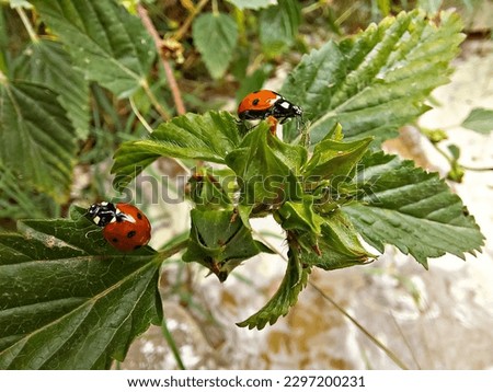 This is the picture of lady bug beetles. You can call lady bug beetles as beneficial insect as it is a biological control for aphids. Two lady bugs are present in the picture.