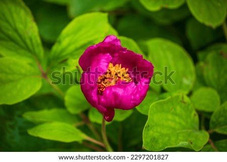Peony flower that grows naturally in the eastern Black Sea region of Turkey. turkey peonies or wild roses