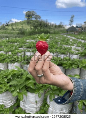 the moment of picking strawberries in the garden #1