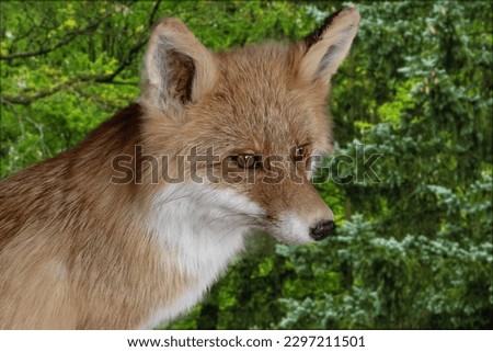 Photo of a wild animal. Red fox on the background of a green forest, portrait.